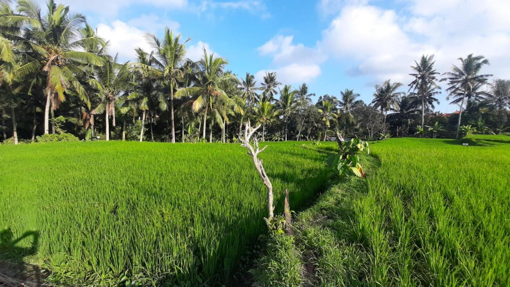 As I Am Ubud Retreat 外观 照片