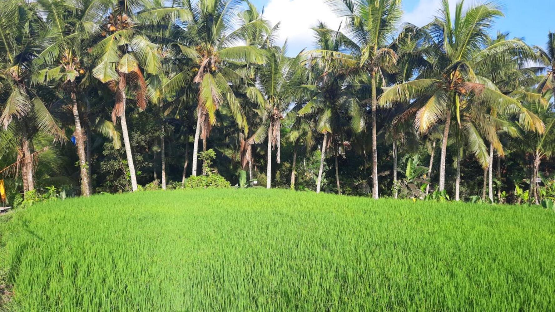 As I Am Ubud Retreat 外观 照片